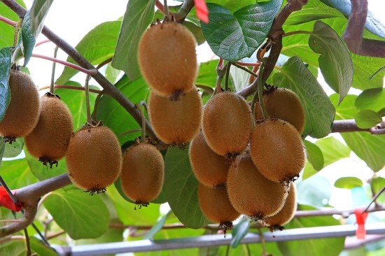 카페마노 이미지