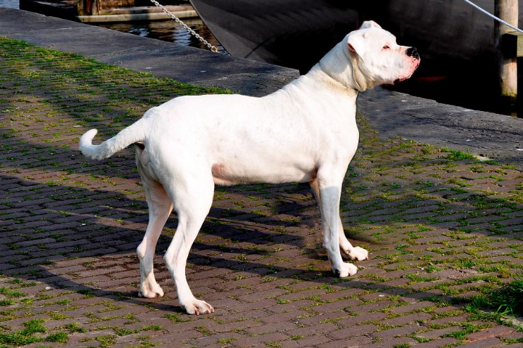 도고(DOGO) 이미지