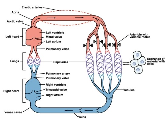 혈류 속도를 말하는 혈류 역학 (Hemodynamics) Poiseuille's Law, 나토키나제 섭취, 홍혜걸 강의 동영상 ...