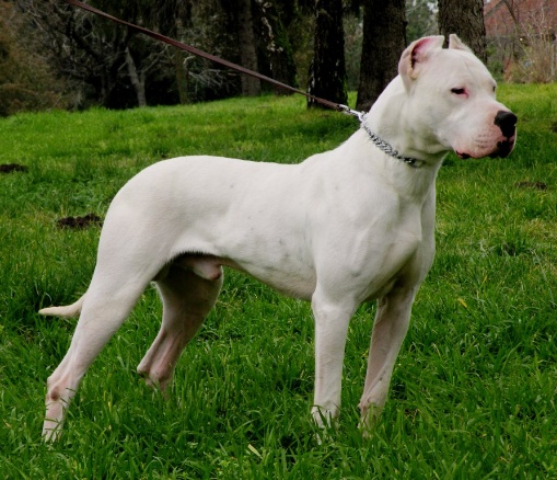 도고(DOGO) 이미지