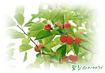 영농조합법인고성꾸지뽕 이미지