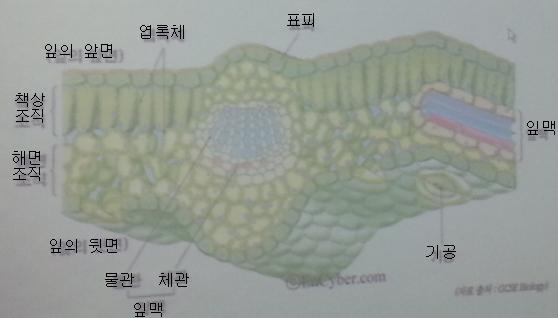 생물학 실험 2 - 식물의 줄기, 잎 관찰 : 네이버 블로그
