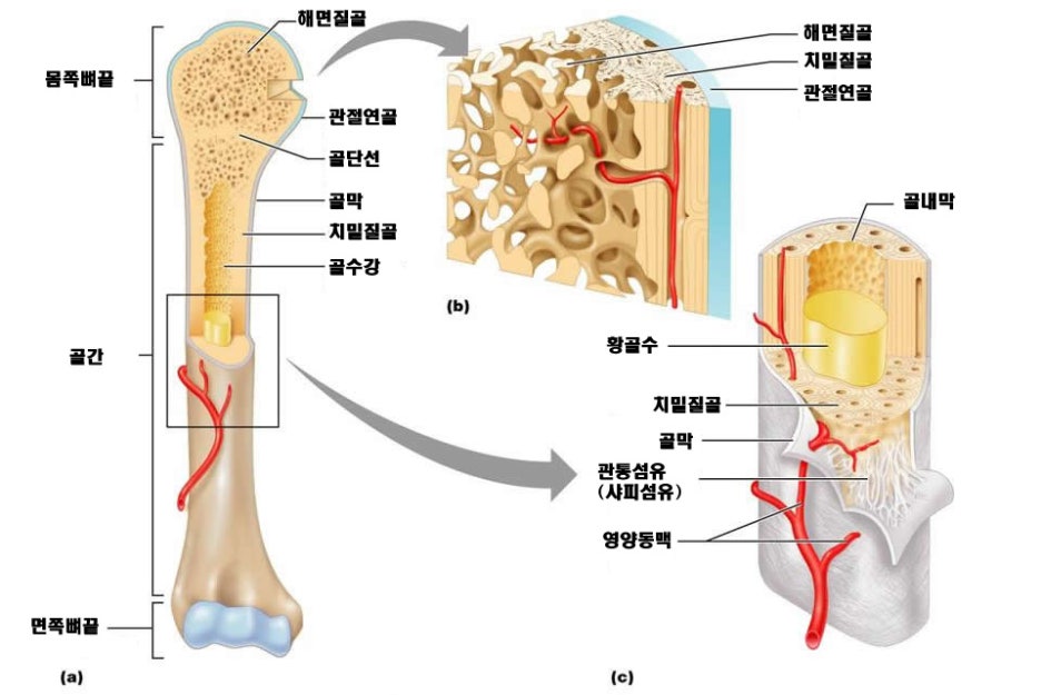 [번역]뼈와 골격 조직 : 네이버 블로그