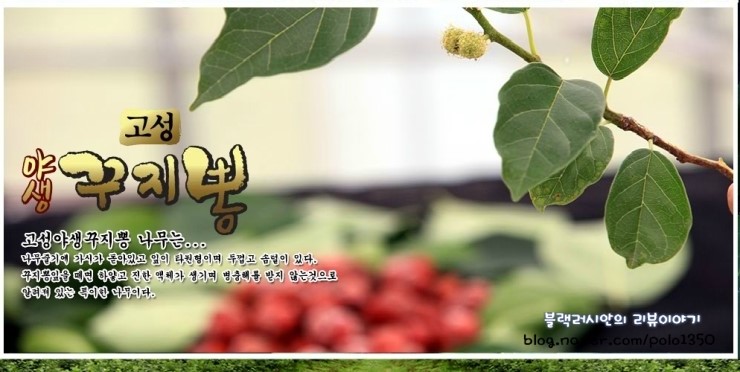 영농조합법인고성꾸지뽕 이미지