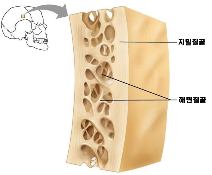[번역]뼈와 골격 조직 : 네이버 블로그