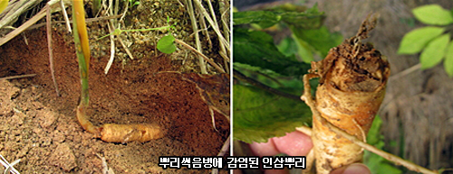 신속반점 이미지