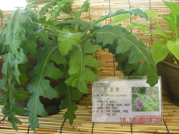 지리산양봉원 이미지
