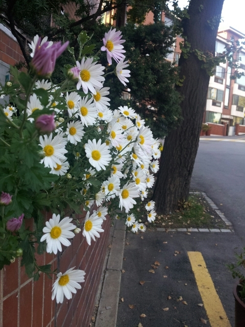 꽃인사 이미지