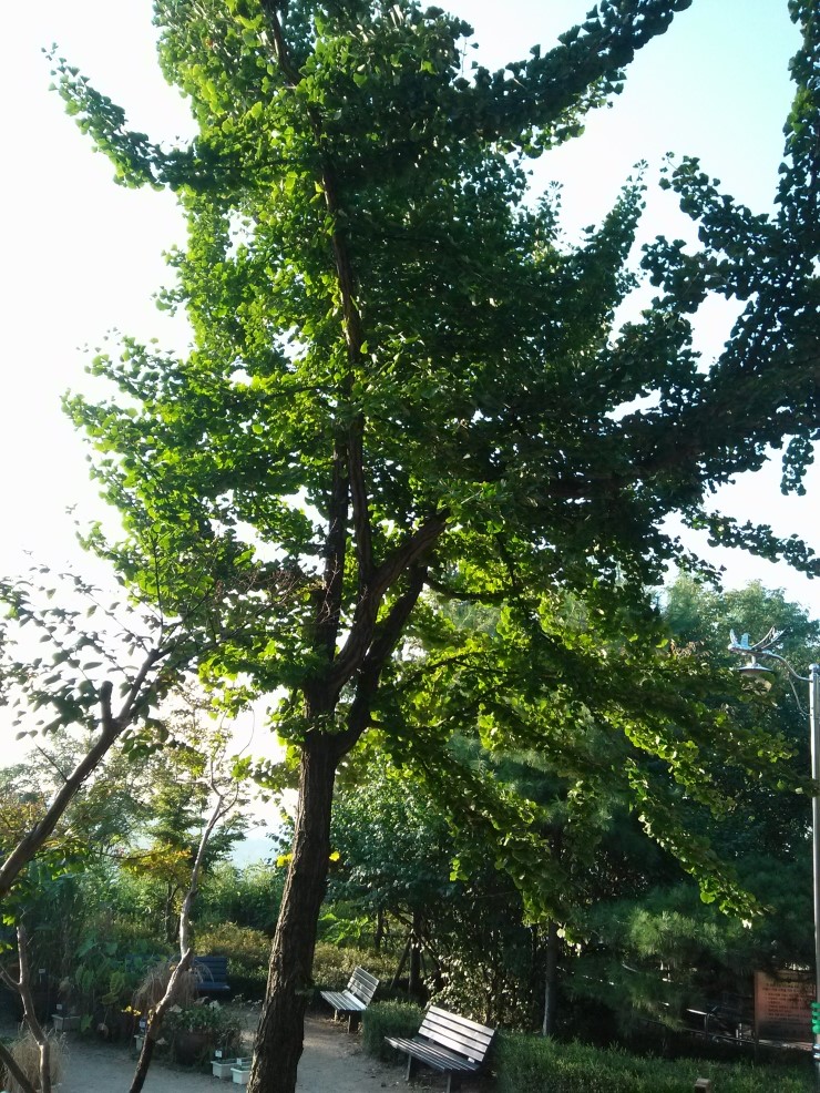 은행나무 암수구별법 : 네이버 블로그