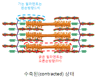 액틴 이미지
