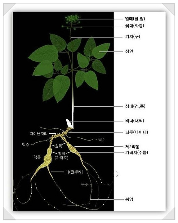 사포닌(진세노사이드)에 대하여 : 네이버 블로그