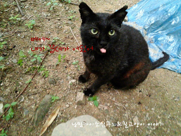 블랙잭 이미지