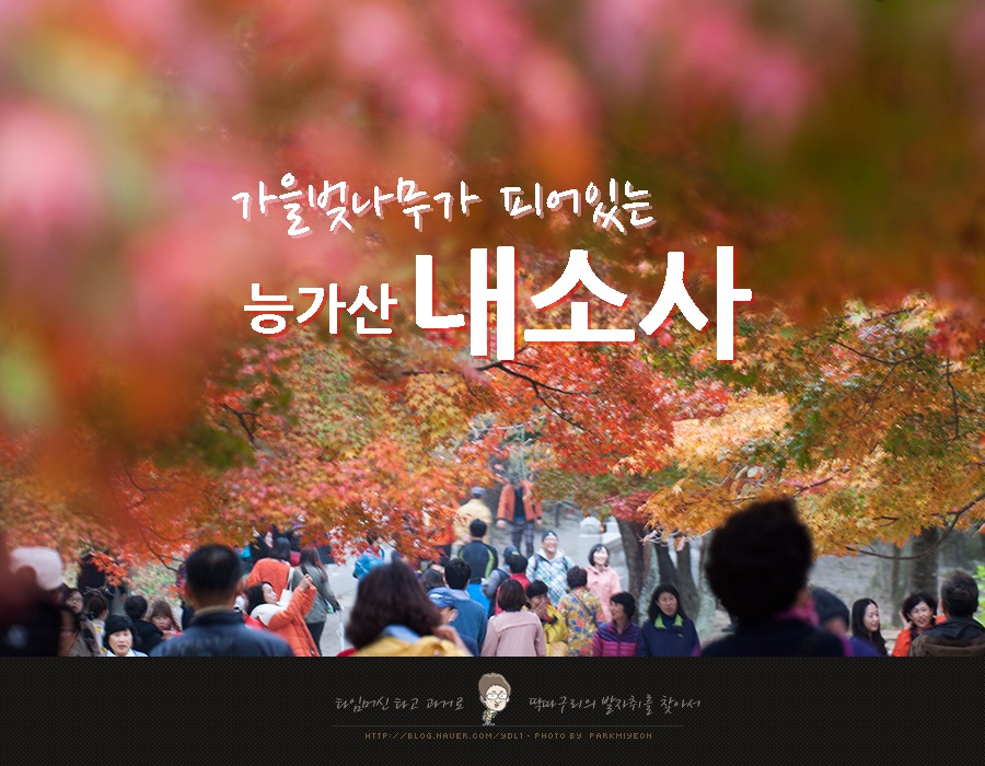 다모숲 이미지