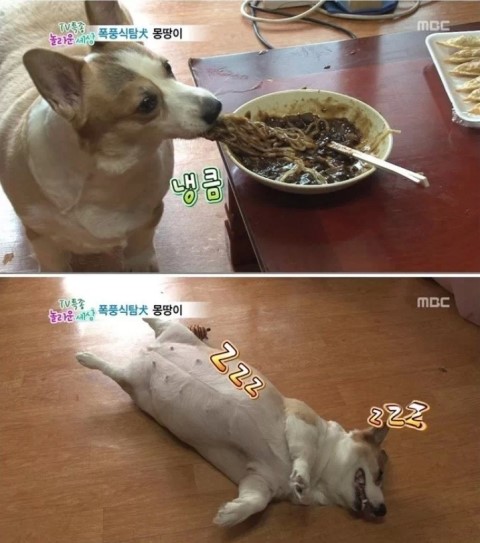 복도야지 이미지