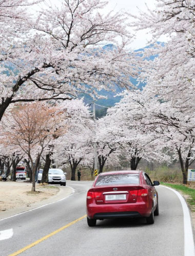 벚꽃한우 이미지