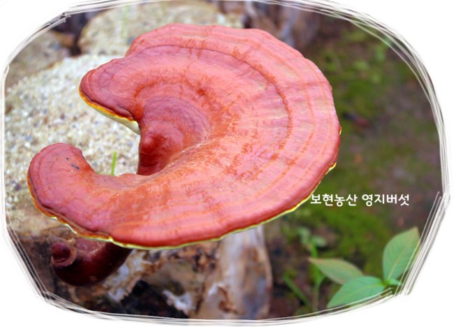 보현농산 이미지