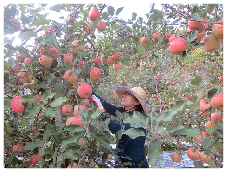 과수원 이미지