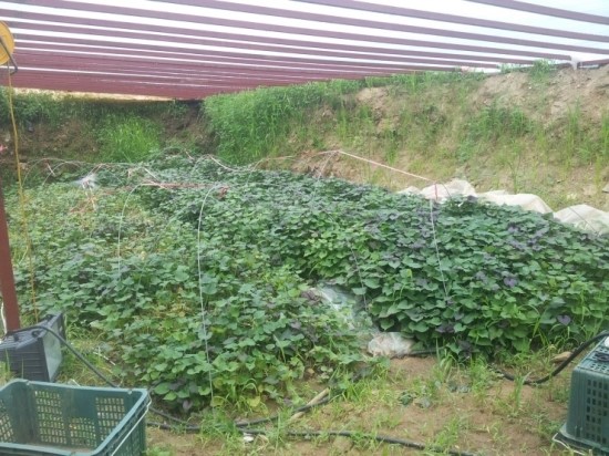 강화농산 이미지