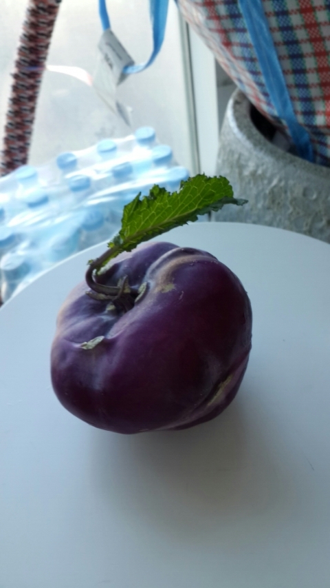 꼴라비 이미지