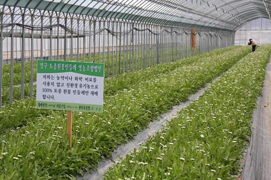 양구토종민들레영농조합 이미지