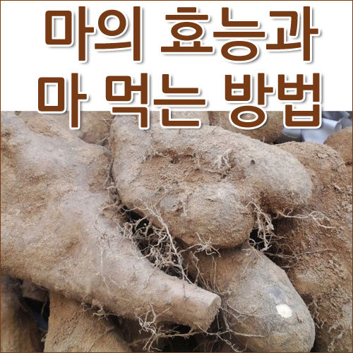 [건강정보] 마의 효능과 마 먹는방법!! : 네이버 블로그