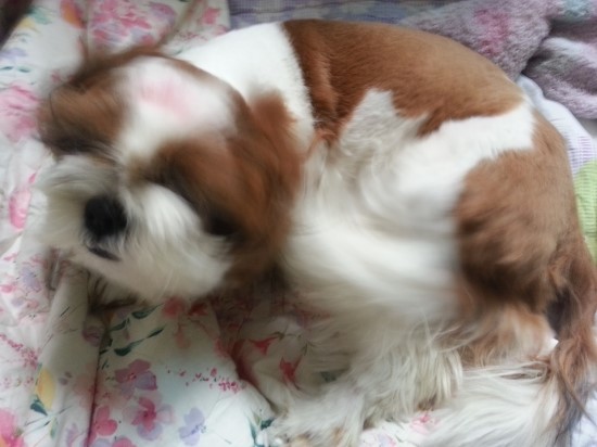 초코천사 이미지