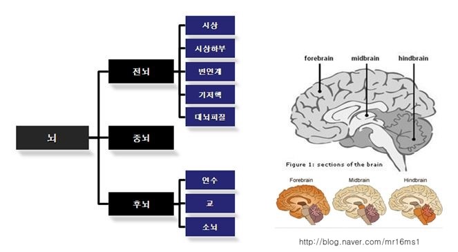 [인지심리학] 신경계의 구조와 기능, 뇌의 구조와 기능 : 네이버 블로그