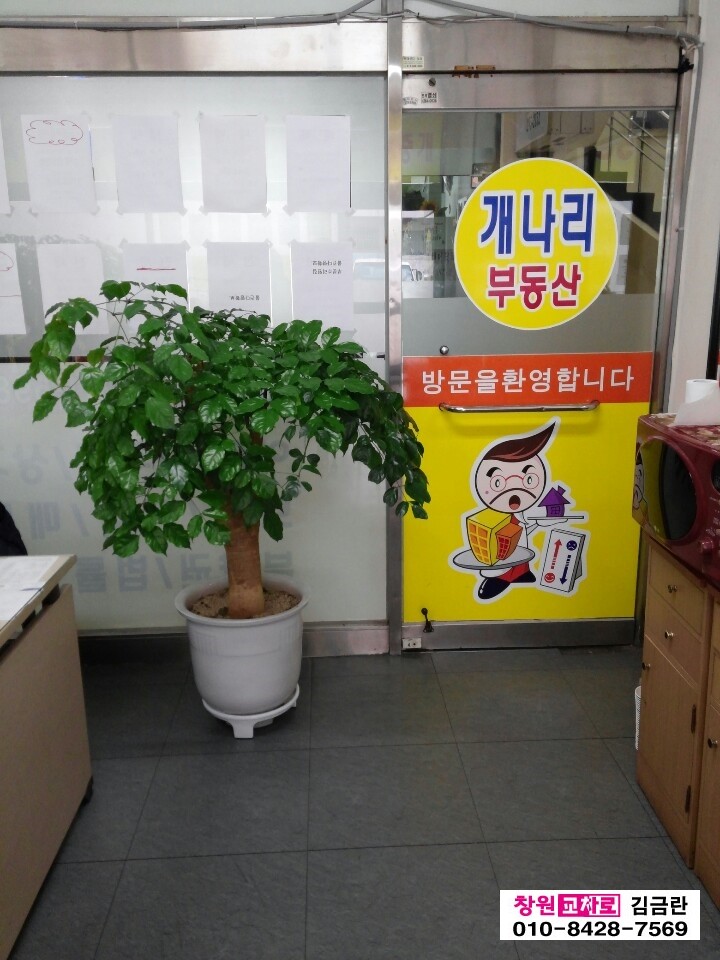개나리문구 이미지