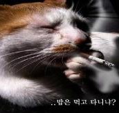 마스 이미지