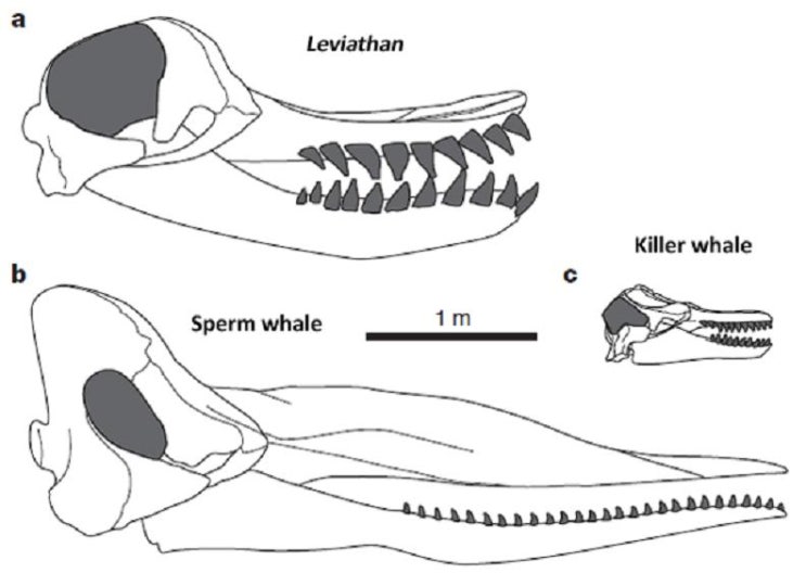 리위아탄 멜윌레이와 바실로사우루스에 대하여 ;리비아탄 멜빌레이(Livyatan melvillei), Physeteroidea