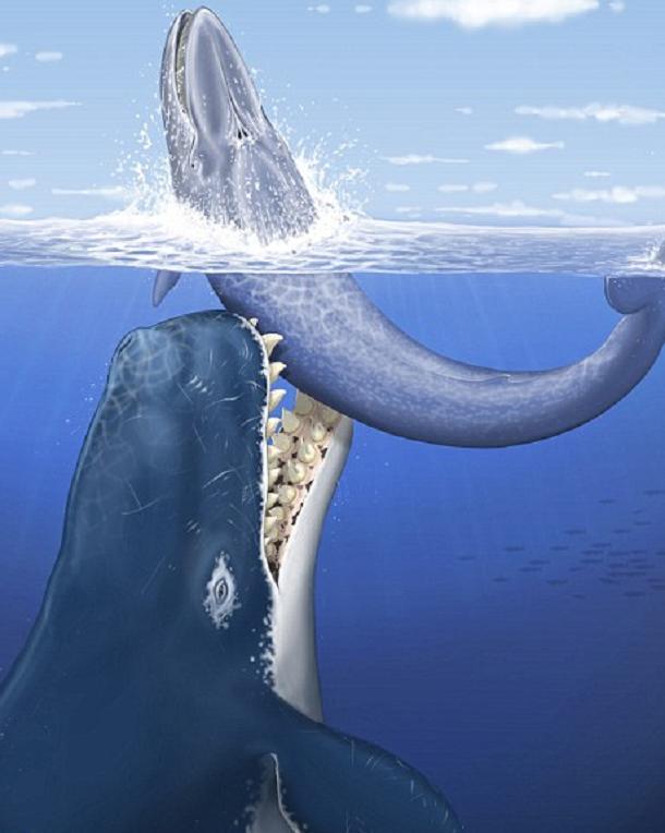 리위아탄 멜윌레이와 바실로사우루스에 대하여 ;리비아탄 멜빌레이(Livyatan melvillei), Physeteroidea