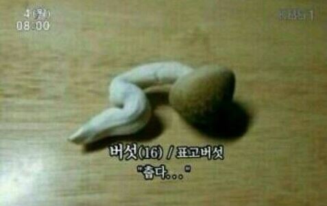 아이스크림판다 이미지