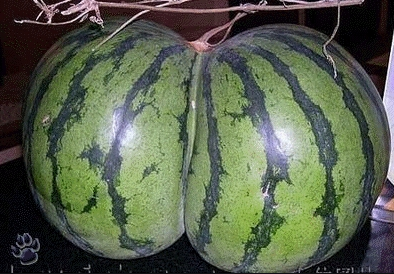 쌍둥이과일 이미지