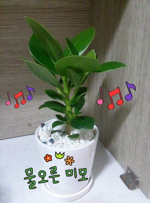 크루시아 이미지