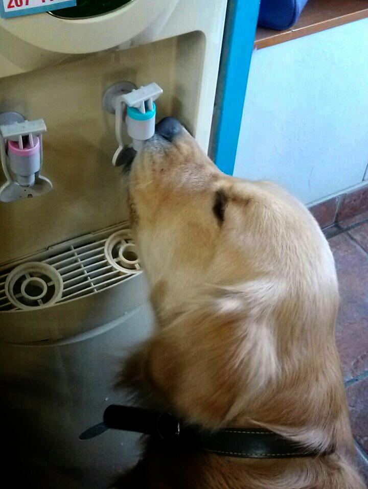 보배수선 이미지