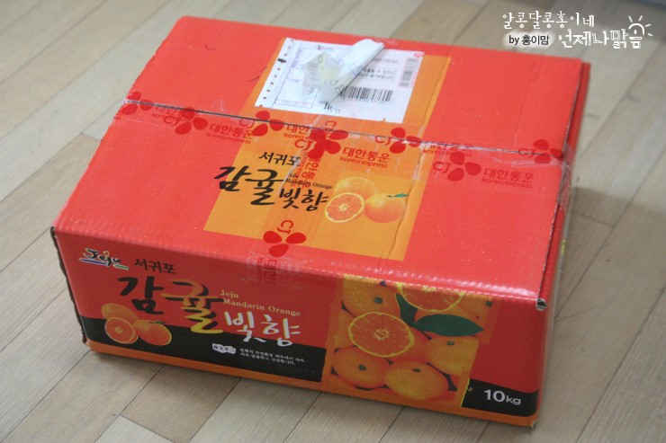 탐라귤빛 이미지