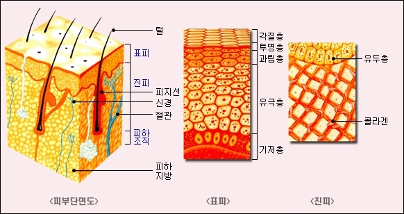 [피부①]피부 표피층, 피부 진피층 : 네이버 블로그