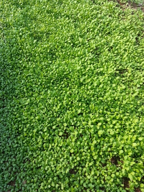 돌산농원 이미지