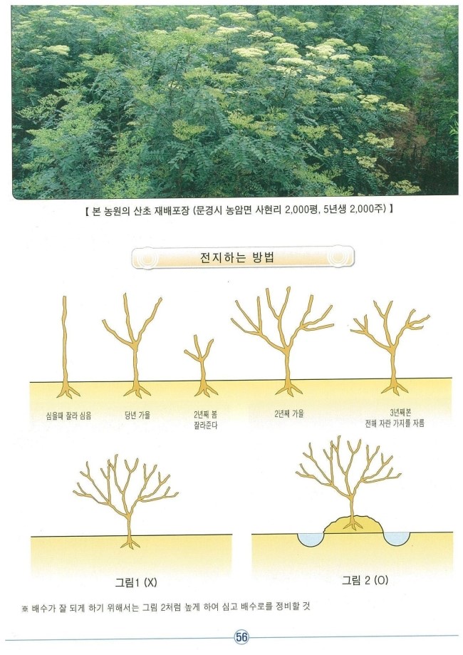 산초나무- 산초나무재배방법 : 네이버 블로그