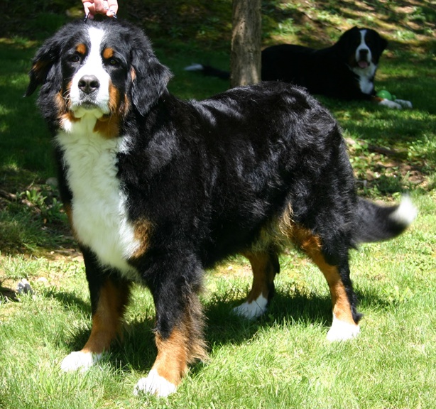 강아지 종류 버니즈마운틴독(Bernese mountain dog) 네이버 블로그
