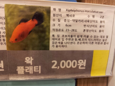 리트머스롯데마트 이미지
