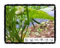 광쟁이 이미지