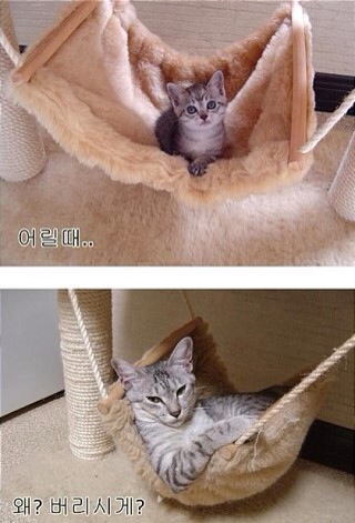 개똥통신 이미지
