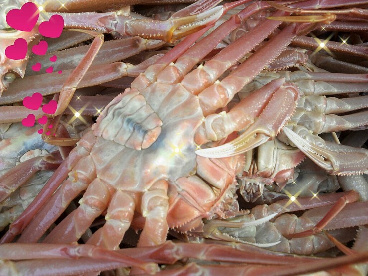 영덕대게 이미지