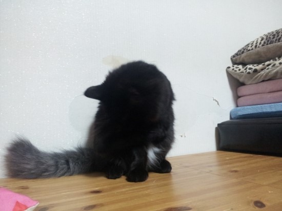 두빵 이미지