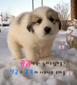 꼼빠냐 이미지