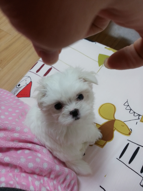 대서축산 이미지