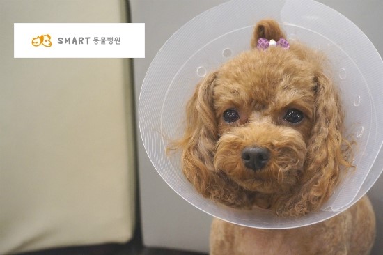 아이뚜리 이미지