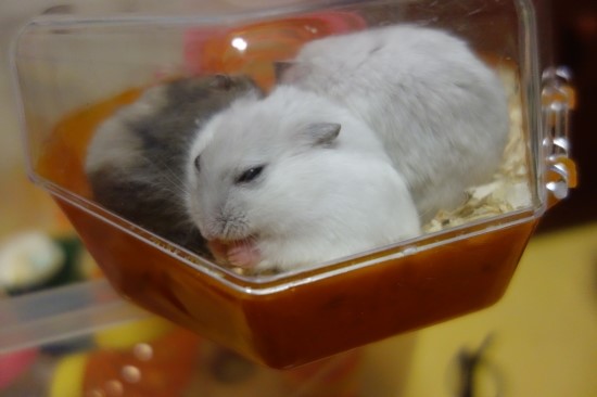 오물오물 이미지