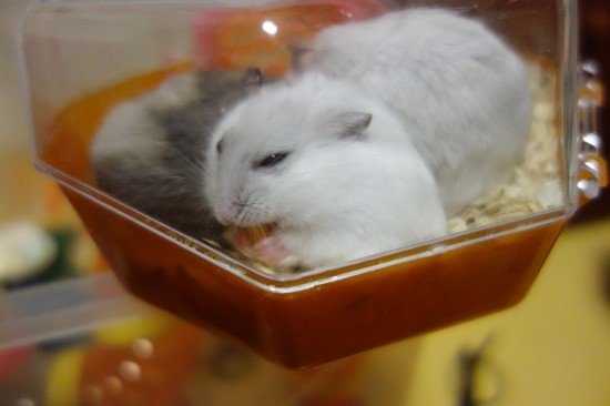 오물오물 이미지